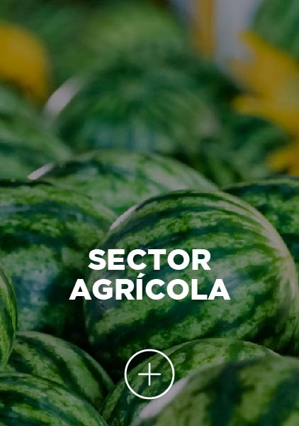 Sector Agrícola